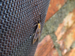 Cosmosoma centralis