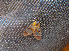 Cosmosoma centralis