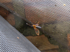 Cosmosoma centralis
