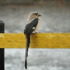 Dendrocitta cinerascens