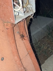 Steatoda nobilis