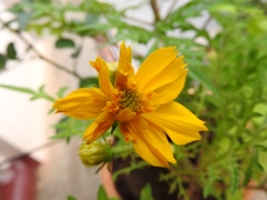 Cosmos sulphureus