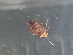 Wekamiris auropilosus