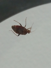 Wekamiris auropilosus