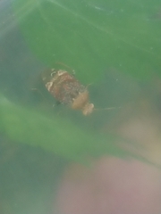 Wekamiris auropilosus