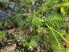 Acacia oshanesii