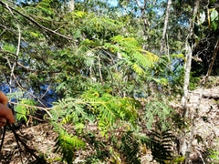 Acacia oshanesii