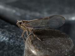 Muellerianella laminalis