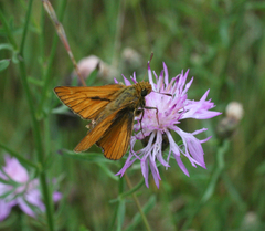 Centaurea pseudomaculosa