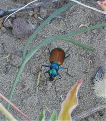 Cicindela scutellaris scutellaris