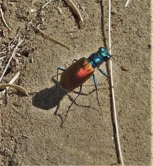 Cicindela scutellaris scutellaris