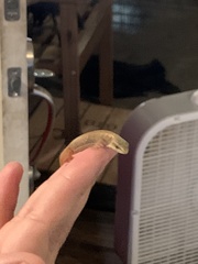 Elgaria multicarinata