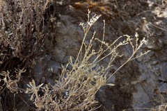 Eriogonum wrightii trachygonum