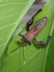Pseudomictis distinctus