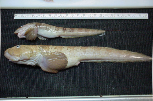 Newfoundland Eelpout