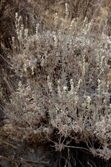 Eriogonum wrightii trachygonum