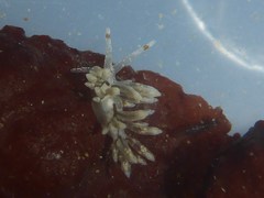 Eubranchus olivaceus