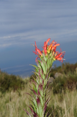 Siphocampylus foliosus