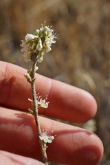 Eriogonum wrightii trachygonum