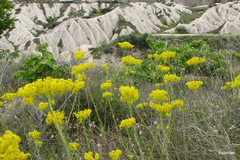 Isatis tinctoria