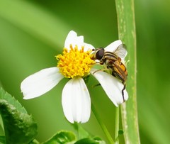 Mesembrius bengalensis