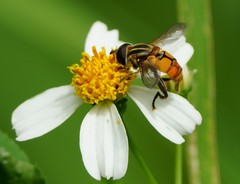Mesembrius bengalensis