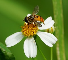 Mesembrius bengalensis