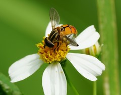 Mesembrius bengalensis
