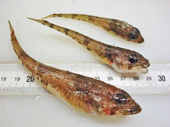 Moustache Sculpin photo 2