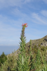 Siphocampylus foliosus