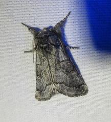 Pseudopanthea palata