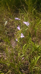 Penstemon gracilis