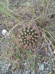 Ancistrocactus scheeri scheeri