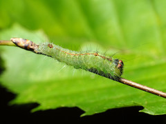 Acronicta laetifica
