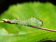 Acronicta laetifica