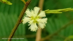 Senegalia berlandieri