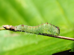 Acronicta laetifica