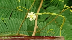 Senegalia berlandieri