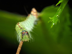 Acronicta laetifica