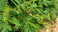 Senegalia berlandieri