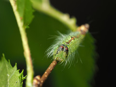 Acronicta laetifica