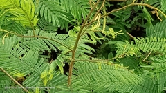 Senegalia berlandieri