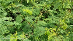 Senegalia berlandieri