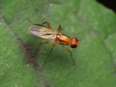 Clusia lateralis