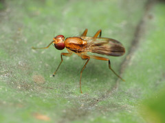 Clusia lateralis