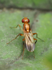 Clusia lateralis