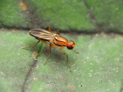 Clusia lateralis