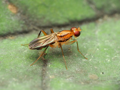 Clusia lateralis