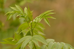 Sambucus australis