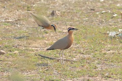 Cursorius coromandelicus